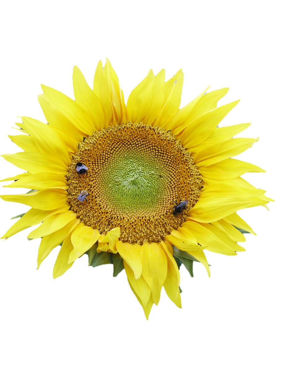 Sonneblumm
